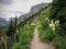 Beargrass Xerophyllum tenax white flower on Highline Trail at Logan Pass on the Going to the Sun Road in Glacier National Park U