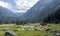 The Bearnaise French cow breed of domestic beef cattle on the pasture in high Pyrenees mountain landscape in France