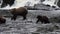 Bears in Alaska