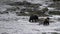 Bears in Alaska