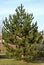 It bears dark green, slightly shiny, stiff and very long needles of a richly branched, symmetrical tree. is an ideal windbreak as