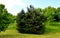 It bears dark green, slightly shiny, stiff and very long needles of a richly branched, symmetrical tree. is an ideal windbreak as