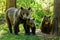 Bears in a forest from Zarnesti natural reserve, near Brasov, Transylvania, Romania