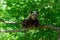 Bears in a forest from Zarnesti natural reserve, near Brasov, Transylvania, Romania