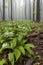 bears garlic, spring beech forest in White Carpathians, Southern Moravia, Czech Republic