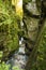 Bears Head in Tolmin Gorge  Slovenia