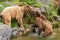 Bears love near the water