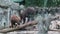 Bears on a platform in a zoo behind a glass. A brown bear or an ordinary bear, a mammal of the bear family, is one of the largest