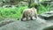 Bears on a platform in a zoo behind a glass. A brown bear or an ordinary bear, a mammal of the bear family, is one of the largest