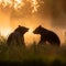 bears playing in a field at sunrise