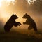 bears playing in a field at sunrise