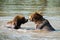 Bears playing in water