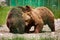 Bears wrestling in the zoo