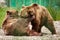 Bears wrestling in the zoo