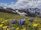 Beartooth high color bluebell and buttercups extravaganza