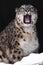 The beast growls, snarling. Wild snout of a snow leopard on a black background