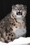 The beast growls, snarling. Wild snout of a snow leopard on a black background