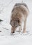 beast hunting sniffs prey. Gray wolf female in the snow, beautiful strong animal in winter