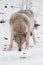 beast hunting sniffs prey. Gray wolf female in the snow, beautiful strong animal in winter