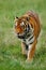 Beast of prey Amur or Siberian Tiger, Panthera tigris altaica, walking in the grass