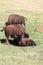 beastly american bisons in green plains of the Black Hills, South Dakota, USA