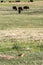 Beastly prairie dog and american bisons in green plains of the B