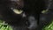 Beasty green eyes of dark black alert cat lying in grass