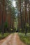 Beaten trail in a coniferous forest, road along the pinewood