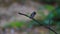 Beatiful asian brown flycatcher standing on branch