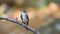 Beatiful asian brown flycatcher standing on branch