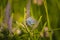 Beatiful blue butterfly sitting on a veronica flower. Small butterfly on gypsyweed. Closeup of insect on plant.