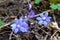 Beatiful blue kidneywort in spring nature