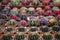 Beatiful closeup cactus in garden