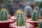 Beatiful closeup cactus in garden