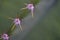 Beatiful closeup cactus in garden