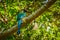 The Beatiful colorful bird - Motmot in Colombia