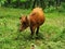 Beatiful cow posing for photo