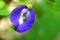 Beatiful flower clitoria ternatea in the garden