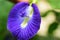 Beatiful flower clitoria ternatea in the garden