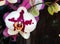 Beatiful flower of red and white oriental orchid