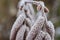 Beatiful frozen hazel catkins. Hoarfrost on the hazel blossom. Natural winter background. Macro nature