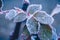 Beatiful frozen plants. Hoarfrost on the rose leaves. Natural winter background. Macro nature