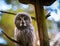 Beatiful Great Grey Owl (Strix nebulosa)