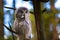 Beatiful Great Grey Owl (Strix nebulosa)