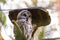 Beatiful Great Grey Owl (Strix nebulosa)
