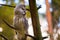 Beatiful Great Grey Owl (Strix nebulosa)