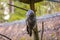 Beatiful Great Grey Owl (Strix nebulosa)