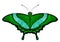 Beatiful Green Butterfly - Papilio palinurus