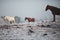 Beatiful horses in winter