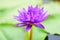 Beatiful lotus